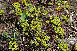 Fen's Ruby Cypress Spurge (Euphorbia cyparissias 'Fen's Ruby') at Lakeshore Garden Centres