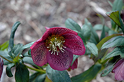 Grape Galaxy Hellebore (Helleborus 'Grape Galaxy') at Lakeshore Garden Centres