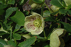 Ice Follies Hellebore (Helleborus 'Ice Follies') at Lakeshore Garden Centres