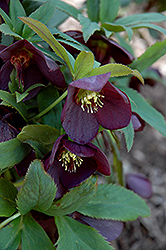 Night Coaster Hellebore (Helleborus 'Night Coaster') at Lakeshore Garden Centres