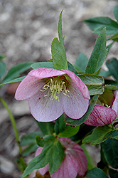 Angel Glow Hellebore (Helleborus 'BLT02') at Lakeshore Garden Centres