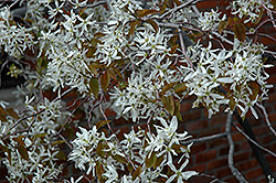 Autumn Brilliance Serviceberry (Amelanchier x grandiflora 'Autumn Brilliance') at Peter Knippel Garden Centre