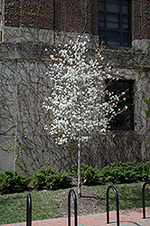 Snowcloud Serviceberry (Amelanchier laevis 'Snowcloud') at Lakeshore Garden Centres