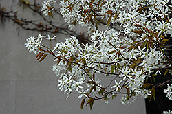 Spring Glory Serviceberry (Amelanchier canadensis 'Spring Glory') at Lakeshore Garden Centres