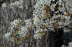 Autumn Sunset Serviceberry (Amelanchier x grandiflora 'Autumn Sunset') at Lakeshore Garden Centres