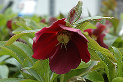Red Racer Hellebore (Helleborus 'Red Racer') at Lakeshore Garden Centres
