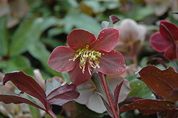 Spring Promise Regina Hellebore (Helleborus 'SP Regina') at Lakeshore Garden Centres