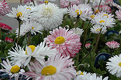Super Enorma English Daisy (Bellis perennis 'Super Enorma') at Lakeshore Garden Centres