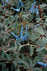 Blue Heron Corydalis (Corydalis 'Blue Heron') at Lakeshore Garden Centres