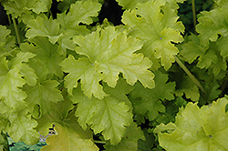 Lime Ruffles Foamy Bells (Heucherella 'Lime Ruffles') at Lakeshore Garden Centres