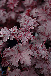 Blackberry Crisp Coral Bells (Heuchera 'Blackberry Crisp') at Lakeshore Garden Centres