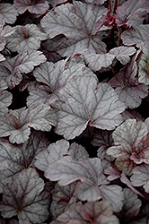 Cinnabar Silver Coral Bells (Heuchera 'Cinnabar Silver') at Lakeshore Garden Centres