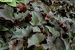 Osiris Fantasie Rayflower (Ligularia stenocephala 'Osiris Fantasie') at Lakeshore Garden Centres