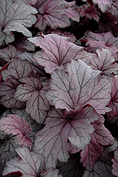 Spellbound Coral Bells (Heuchera 'Spellbound') at Lakeshore Garden Centres