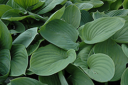 Gentle Giant Hosta (Hosta 'Gentle Giant') at Lakeshore Garden Centres