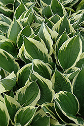 Independence Hosta (Hosta 'Independence') at Lakeshore Garden Centres