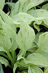 London Fog Hosta (Hosta 'London Fog') at Lakeshore Garden Centres