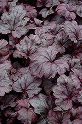 Plum Royale Coral Bells (Heuchera 'Plum Royale') at Lakeshore Garden Centres