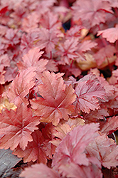 Cherry Sorbet Coral Bells (Heuchera 'Cherry Sorbet') at Lakeshore Garden Centres