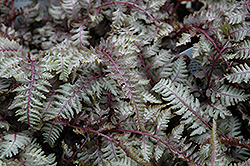 Regal Red Painted Fern (Athyrium nipponicum 'Regal Red') at Golden Acre Home & Garden