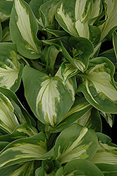 Trifecta Hosta (Hosta 'Trifecta') at Lakeshore Garden Centres