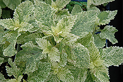 Variegated Calamint (Calamintha grandiflora 'Variegata') at Lakeshore Garden Centres