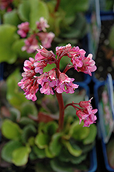 Eden's Dark Margin Bergenia (Bergenia 'Eden's Dark Margin') at Peter Knippel Garden Centre