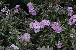 Paparazzi Angelina Phlox (Phlox 'PPPHL07301') at Lakeshore Garden Centres