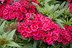 Barbarini Red Rose Bicolor Sweet William (Dianthus barbatus 'Barbarini Red Rose Bicolor') at Lakeshore Garden Centres