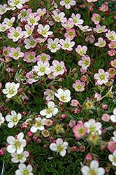 Peter Pan Saxifrage (Saxifraga 'Peter Pan') at Lakeshore Garden Centres