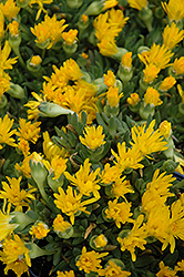 Hardy Ice Plant (Delosperma congestum) at The Mustard Seed