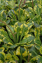 Golden London Pride (Saxifraga x urbium) at Lakeshore Garden Centres