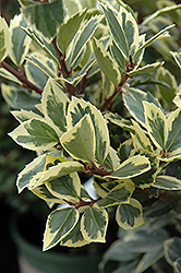 Honey Maid Meserve Holly (Ilex x meserveae 'Honey Maid') at Lakeshore Garden Centres