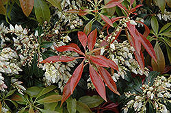 Scarlet O'Hara Japanese Pieris (Pieris japonica 'Scarlet O'Hara') at Lakeshore Garden Centres