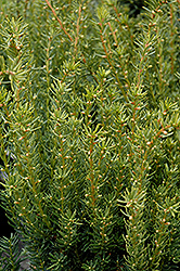 Fairview Yew (Taxus x media 'Fairview') at A Very Successful Garden Center