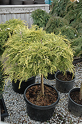 Golden Glow Juniper (tree form) (Juniperus chinensis 'Borlyn') at Lakeshore Garden Centres