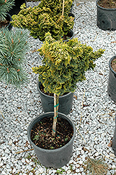 Snowkist Dwarf Hinoki Falsecypress (tree form) (Chamaecyparis obtusa 'Snowkist (tree form)') at Lakeshore Garden Centres