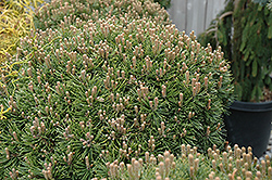 Emerald Orb Mugo Pine (Pinus mugo 'Emerald Orb') at Lakeshore Garden Centres