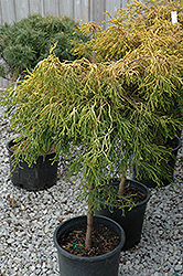 Lemon Twist Hinoki Falsecypress (tree form) (Chamaecyparis obtusa 'Lemon Twist (tree form)') at Lakeshore Garden Centres