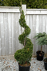 Spartan Juniper (spiral) (Juniperus chinensis 'Spartan (spiral)') at Lakeshore Garden Centres