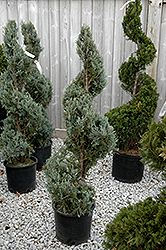 Wichita Blue Juniper (spiral) (Juniperus scopulorum 'Wichita Blue (spiral)') at Lakeshore Garden Centres