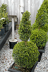 Green Mountain Boxwood (poodle form) (Buxus 'Green Mountain (poodle)') at Lakeshore Garden Centres