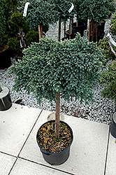 Blue Star Juniper (Juniperus squamata 'Blue Star (tree form)') at Lakeshore Garden Centres
