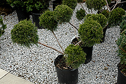 San Jose Juniper (pom pom) (Juniperus chinensis 'San Jose (pom pom)') at Lakeshore Garden Centres