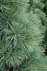 Domingo Limber Pine (Pinus flexilis 'Domingo') at Lakeshore Garden Centres