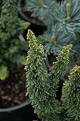 Chirimen Hinoki Falsecypress (Chamaecyparis obtusa 'Chirimen') at Lakeshore Garden Centres