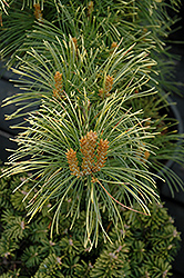 Goldilocks White Pine (Pinus parviflora 'Goldilocks') at Lakeshore Garden Centres