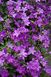 Get Mee Dalmatian Bellflower (Campanula portenschlagiana 'Get Mee') at Lakeshore Garden Centres