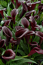 Black Star Calla Lily (Zantedeschia 'Black Star') at Lakeshore Garden Centres