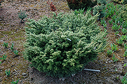 Greenball Japanese Hemlock (Tsuga diversifolia 'Greenball') at Lakeshore Garden Centres